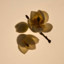 Carica l'immagine nel visualizzatore di Gallery, Green Cedar