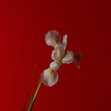 Carica l'immagine nel visualizzatore di Gallery, Pink Iris