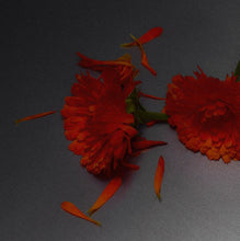 Carica l'immagine nel visualizzatore di Gallery, Scene 02