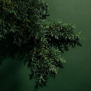 Green Cedar - Cardamomo